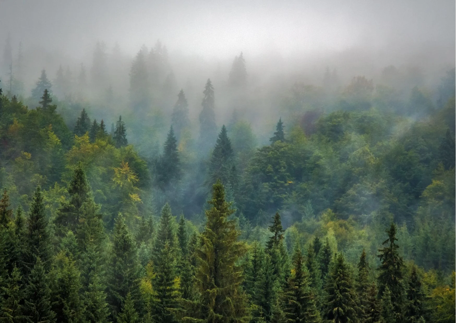 Wald Nebel