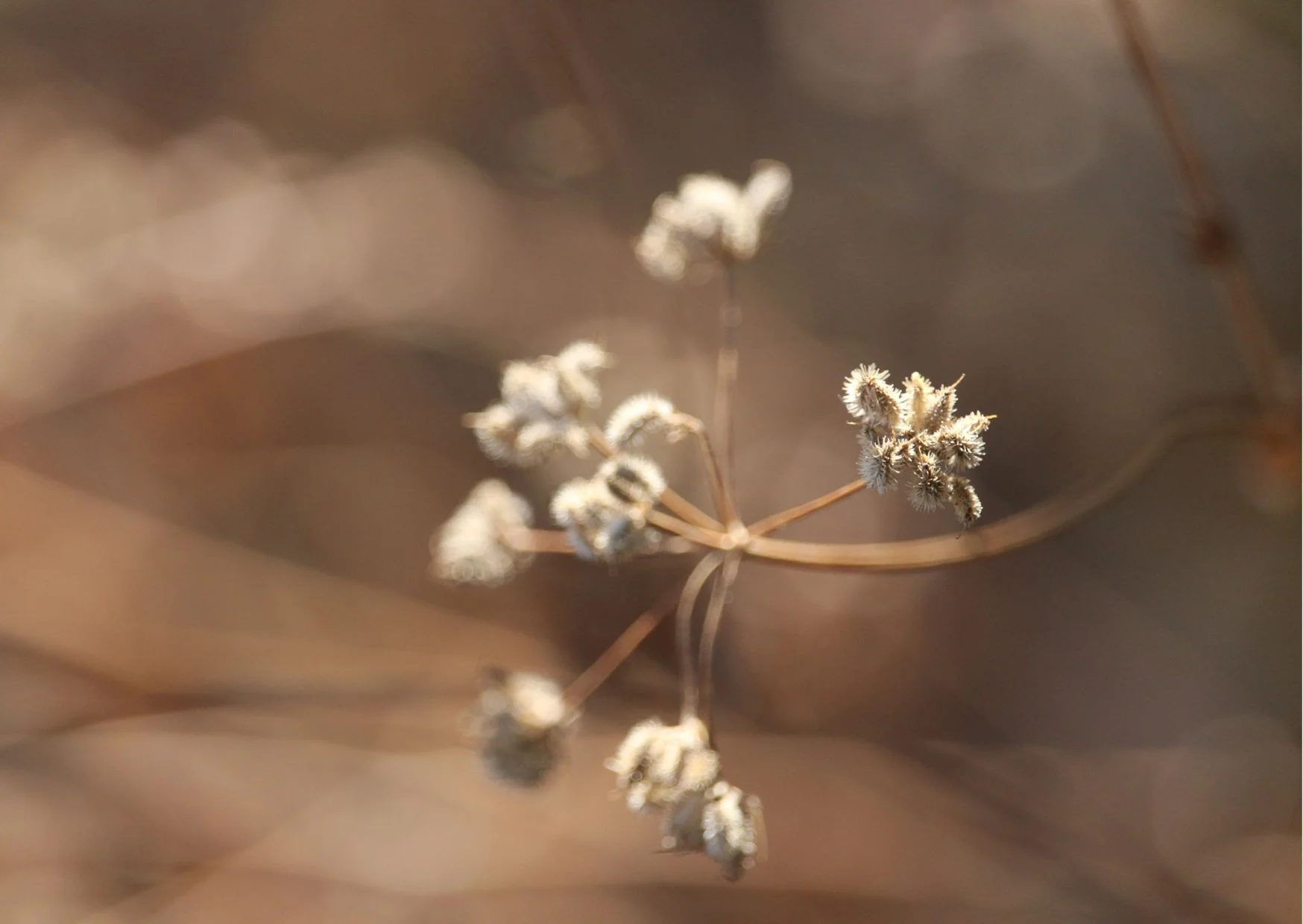 Blume