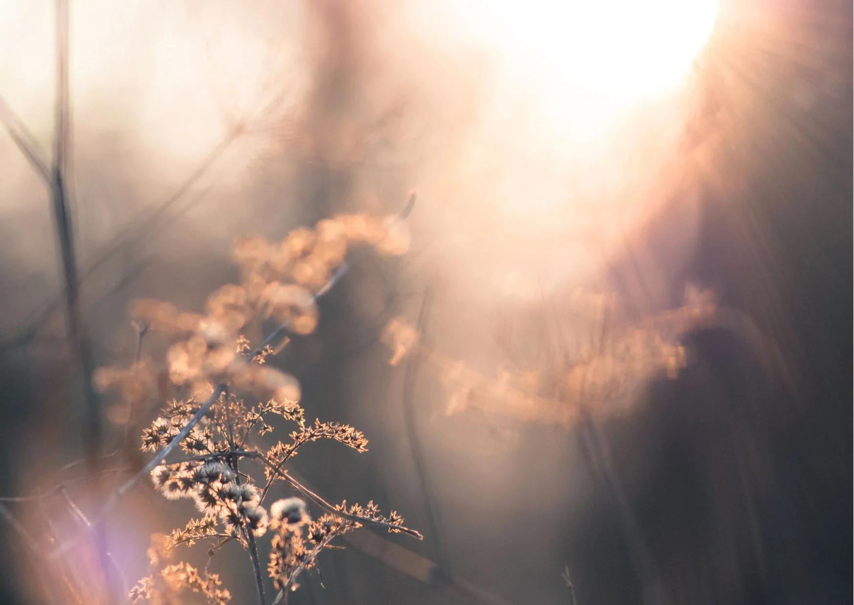 Blume
